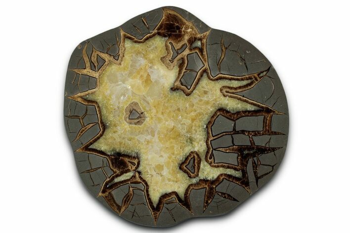 Polished Septarian Slab - Utah #338257
